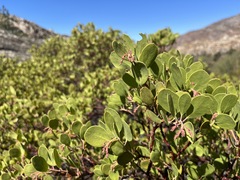 Arctostaphylos manzanita