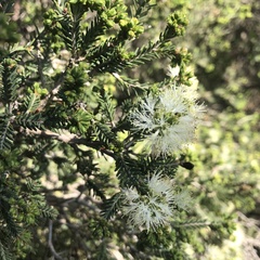 Melaleuca halmaturorum