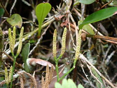 Diphasiastrum thyoides