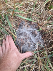 Phycomyces