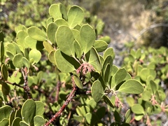 Arctostaphylos manzanita