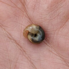 Oxychilus draparnaudi