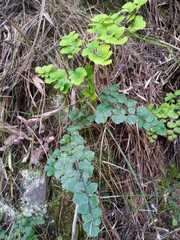 Adiantum chilense