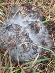 Phycomyces