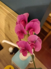 Lathyrus latifolius