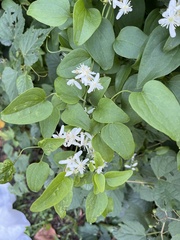Clematis terniflora