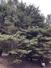 Cupressus macrocarpa