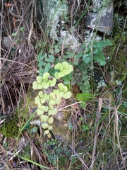 Adiantum chilense