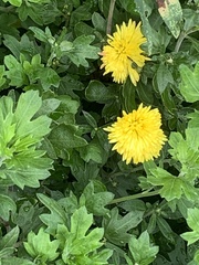 Chrysanthemum morifolium