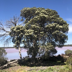 Melaleuca halmaturorum