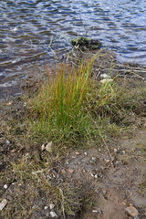 Juncus filiformis