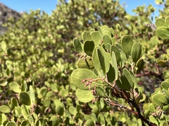 Arctostaphylos manzanita
