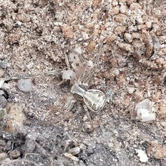 Xysticus