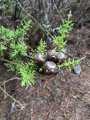 Cupressus macrocarpa