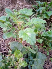 Francoa appendiculata