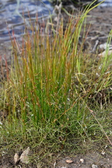 Juncus filiformis