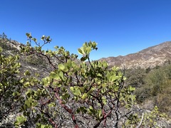 Arctostaphylos manzanita