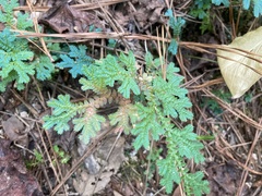 Selaginella uncinata