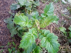 Francoa appendiculata