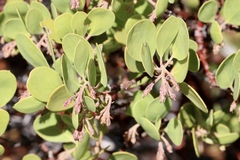 Arctostaphylos manzanita