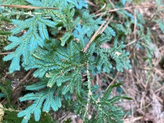 Selaginella uncinata