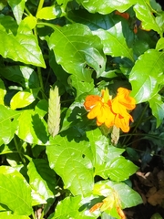 Crossandra infundibuliformis