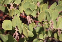 Arctostaphylos manzanita