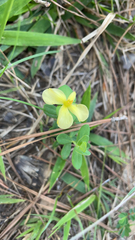 Hypericum crux-andreae