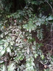 Cryptocarya alba