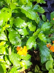 Crossandra infundibuliformis