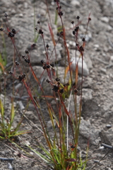 Luzula multiflora sibirica