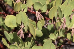 Arctostaphylos manzanita