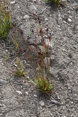 Luzula multiflora sibirica