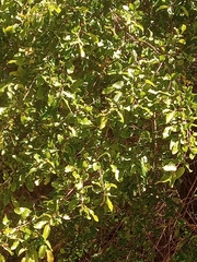 Nothofagus obliqua