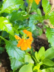 Crossandra infundibuliformis