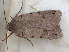 Agrochola litura