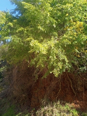 Nothofagus obliqua