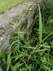 Urochloa mutica