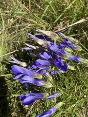 Gentianopsis crinita