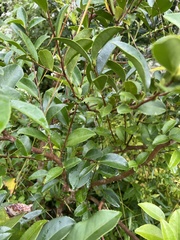 Camellia sinensis