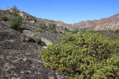 Arctostaphylos manzanita