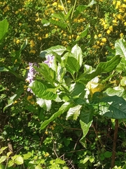 Solanum crispum