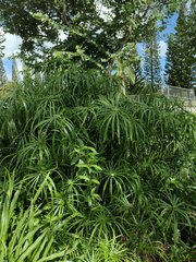 Cyperus alternifolius