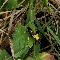 Ichneumon xanthorius