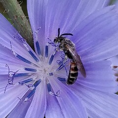 Lasioglossum