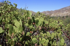 Arctostaphylos manzanita