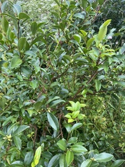 Camellia sinensis
