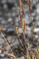 Trisetum spicatum