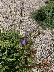 Penstemon strictus