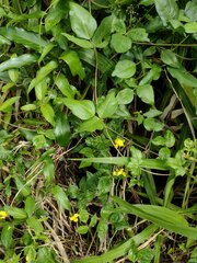 Vigna luteola